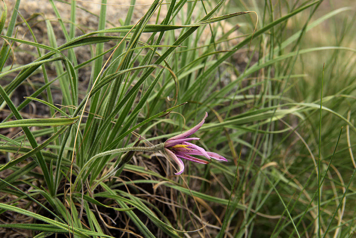 Image de Xerophyta villosa (Baker) L. B. Sm. & Ayensu