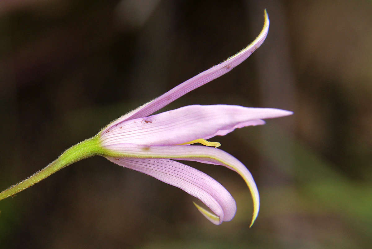 Image of Hairy fibrestem