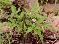 Image of tacca