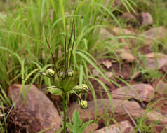 Image of tacca