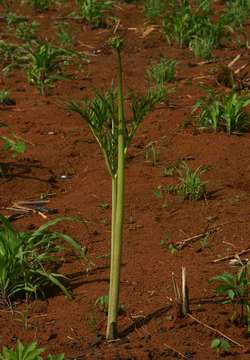 Image of tacca