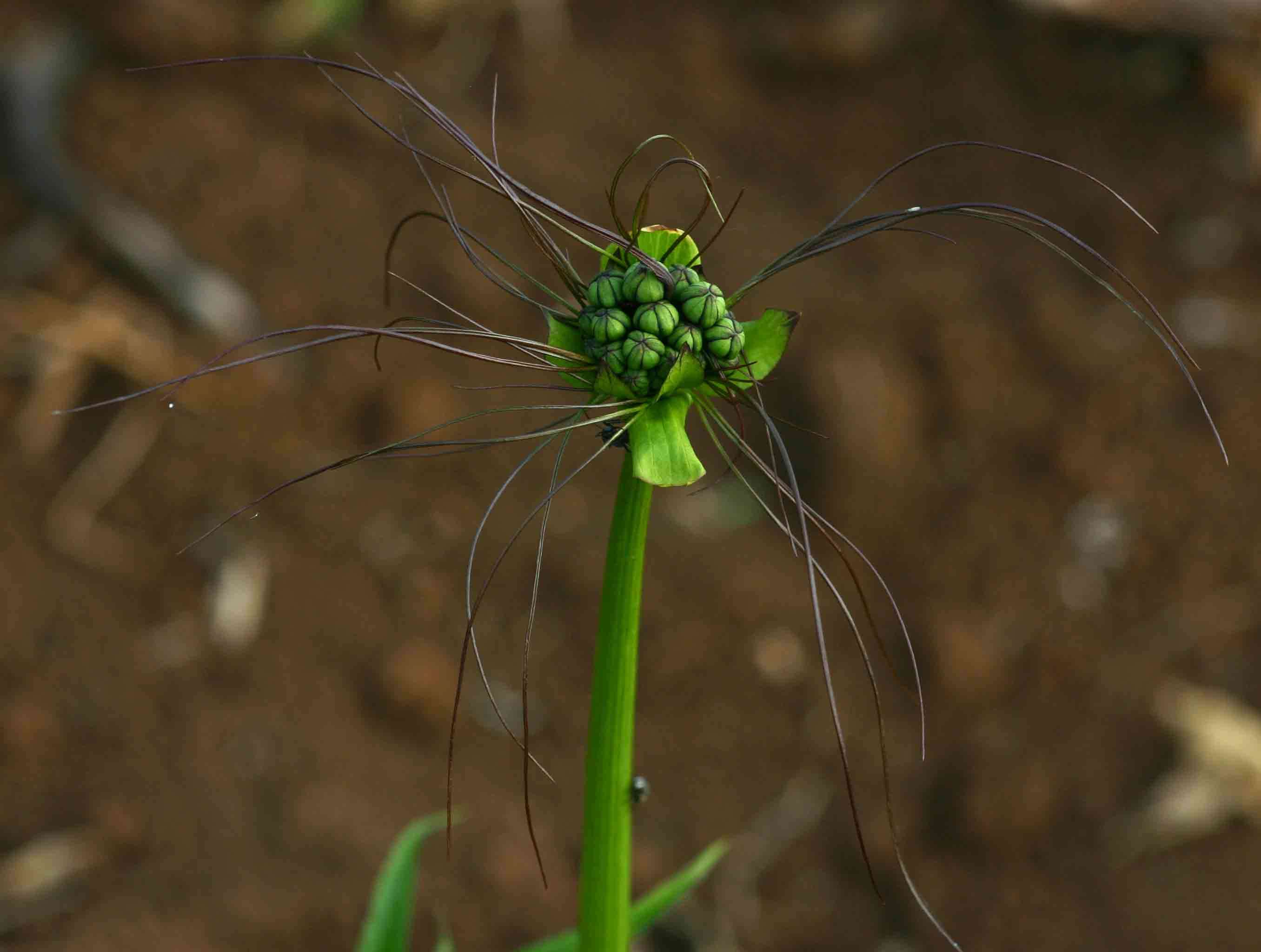 Image of tacca