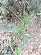 Image of Calamus tenuis Roxb.