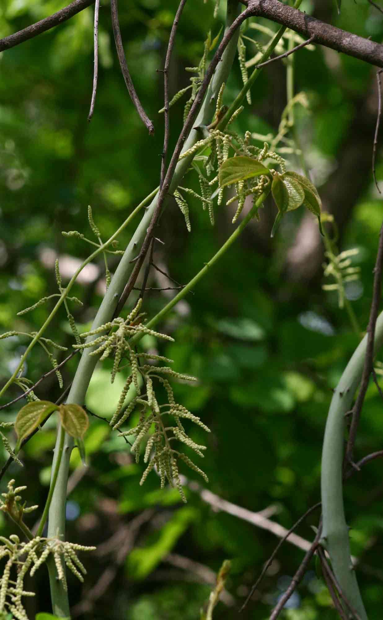 Image of bitter yam