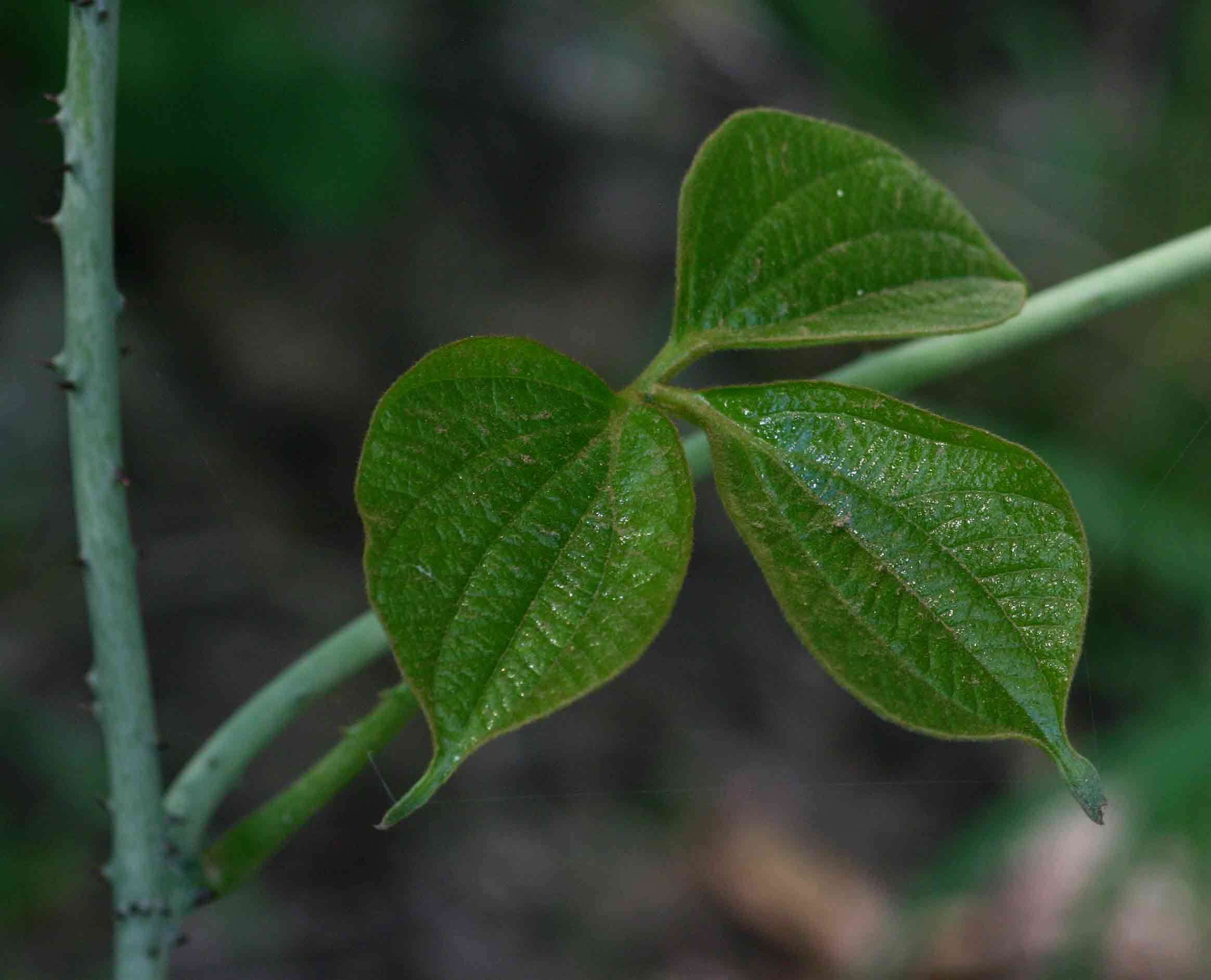 Image of bitter yam