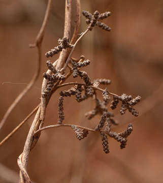 Image de Dioscorea dumetorum (Kunth) Pax