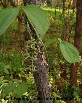 Image de Dioscorea dumetorum (Kunth) Pax