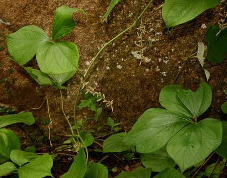 Image of bitter yam