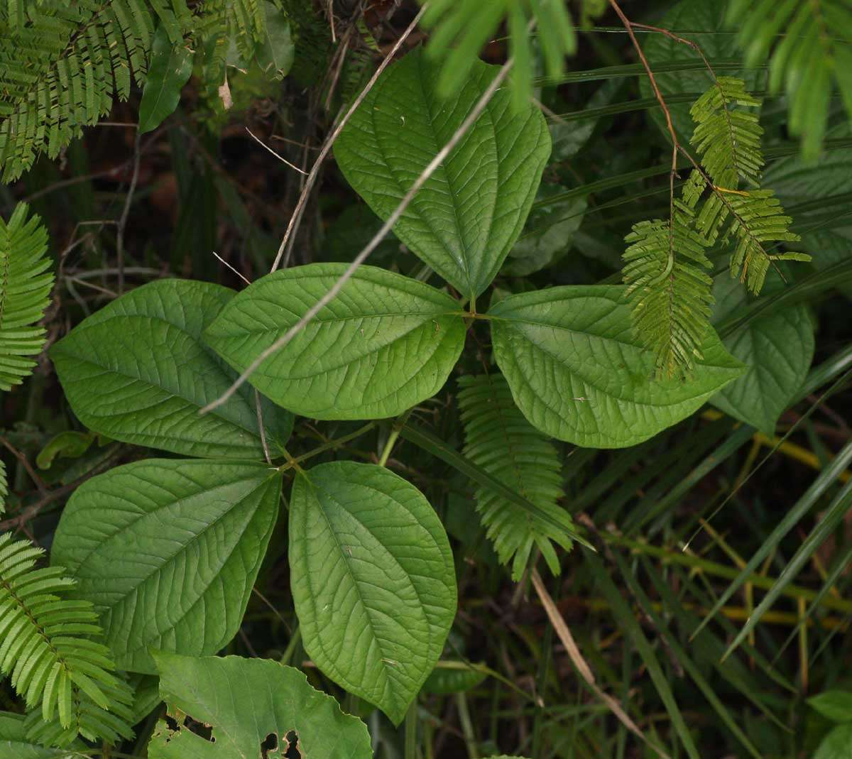 Image of bitter yam