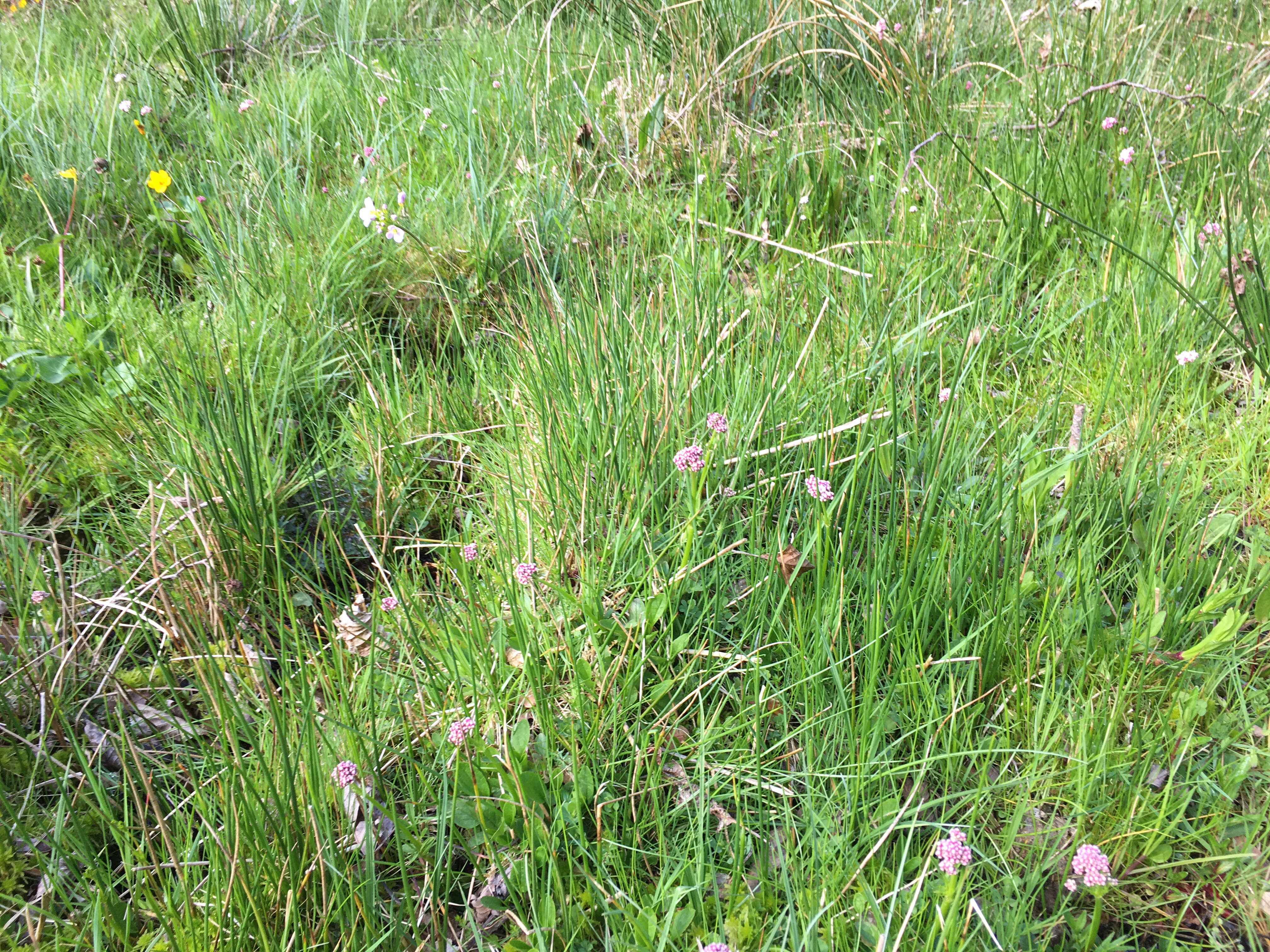 Image of marsh valerian