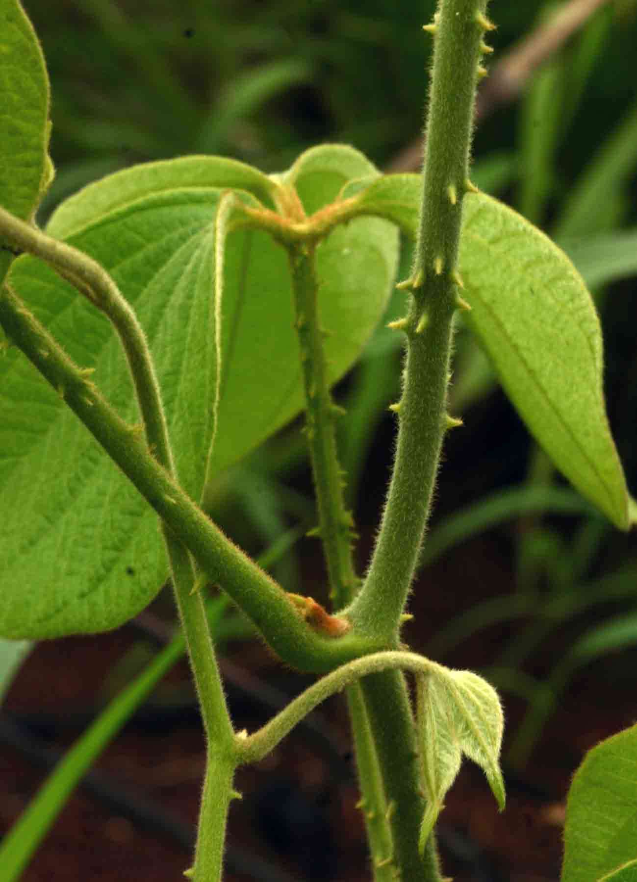 Image of bitter yam