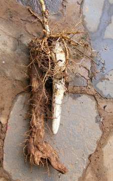 Image of Bush yam