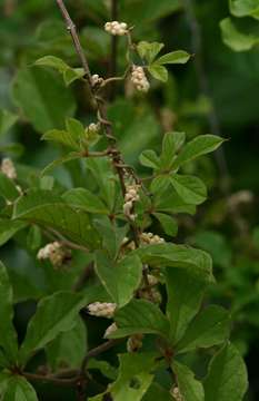 Image of Dioscorea quartiniana A. Rich.