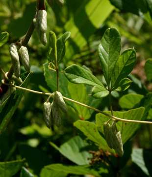 Image of Dioscorea quartiniana A. Rich.