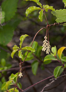 Image of Dioscorea quartiniana A. Rich.