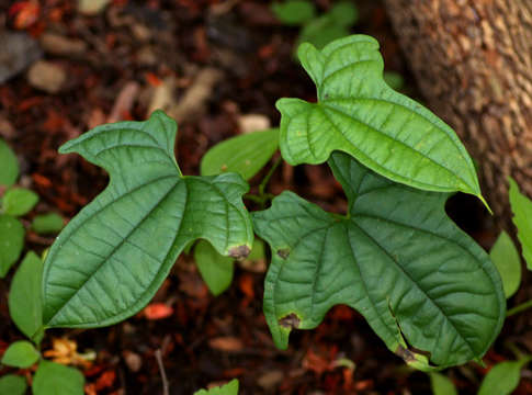 Image of Zanzibar yam