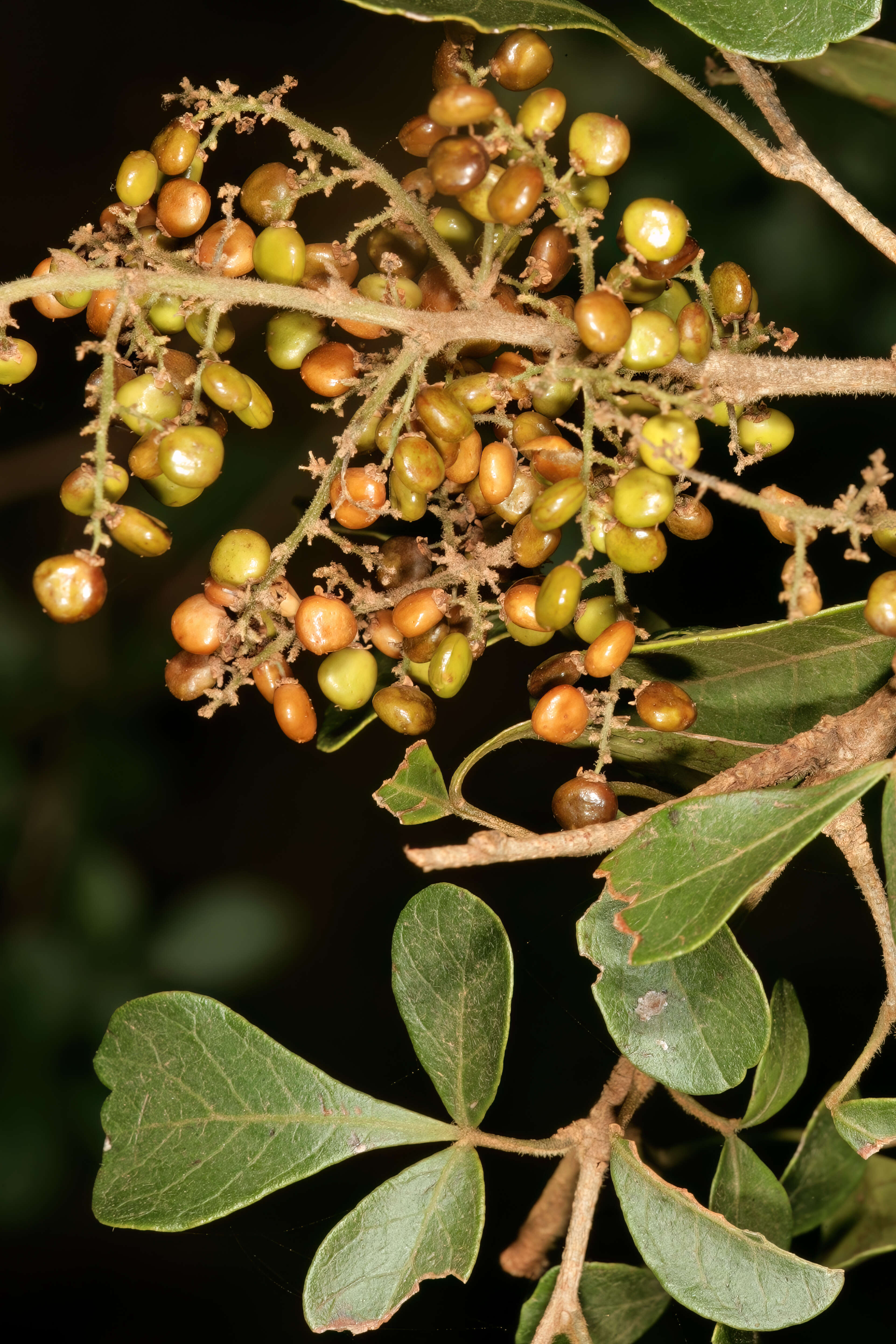 Image of common crowberry