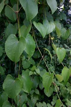 Image of yam family