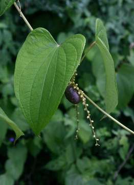 Image of yam family