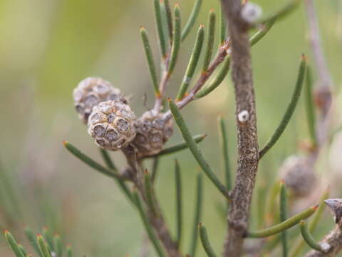 Sivun Melaleuca thapsina L. A. Craven kuva