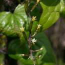 صورة Dioscorea sylvatica Eckl.