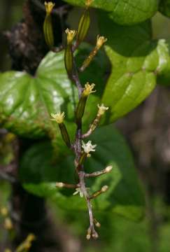 Image of Dioscorea sylvatica Eckl.