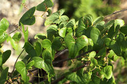 Image of Dioscorea sylvatica Eckl.