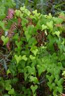 Image of Dioscorea sylvatica Eckl.