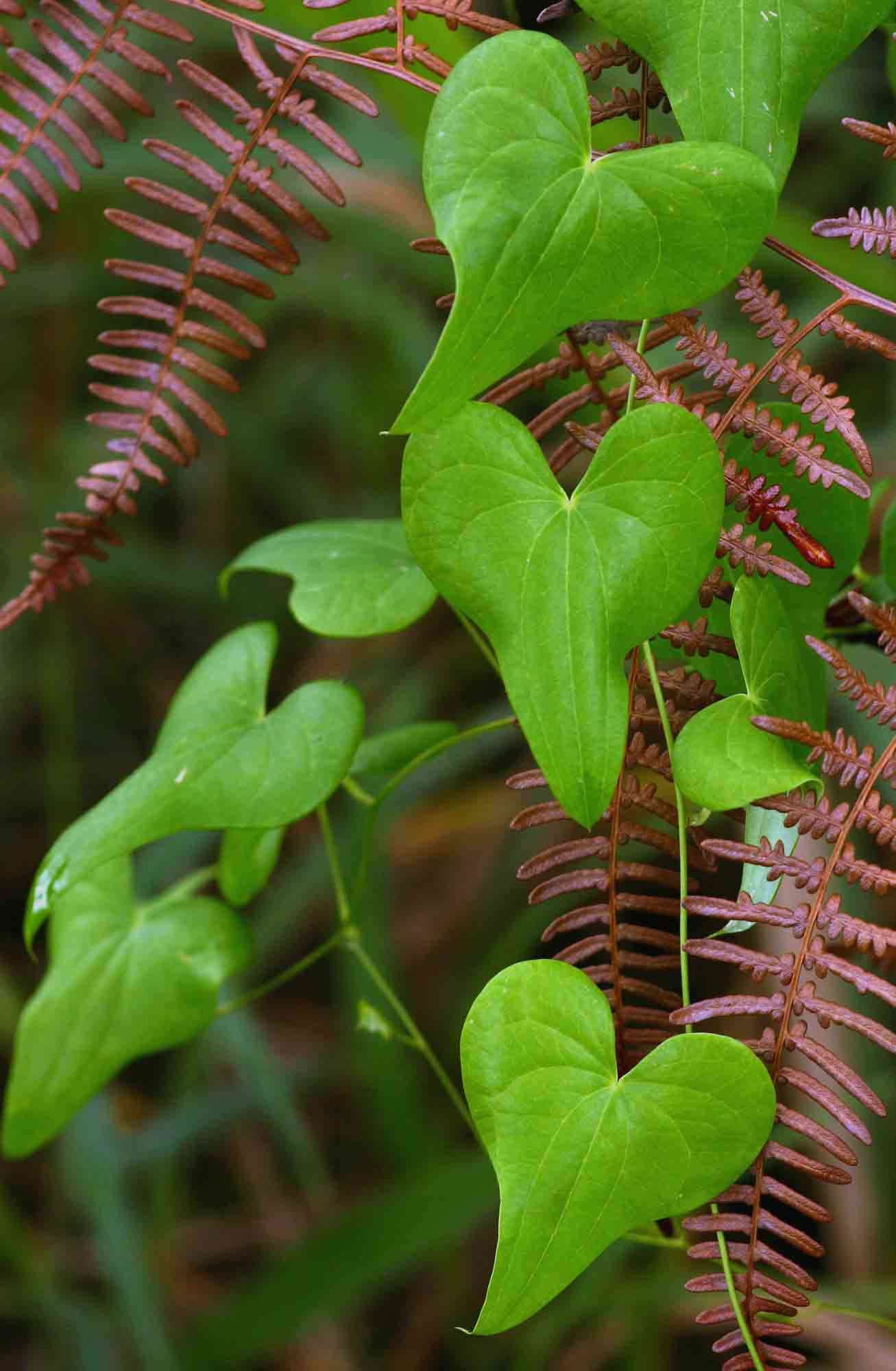 Image of Dioscorea sylvatica Eckl.