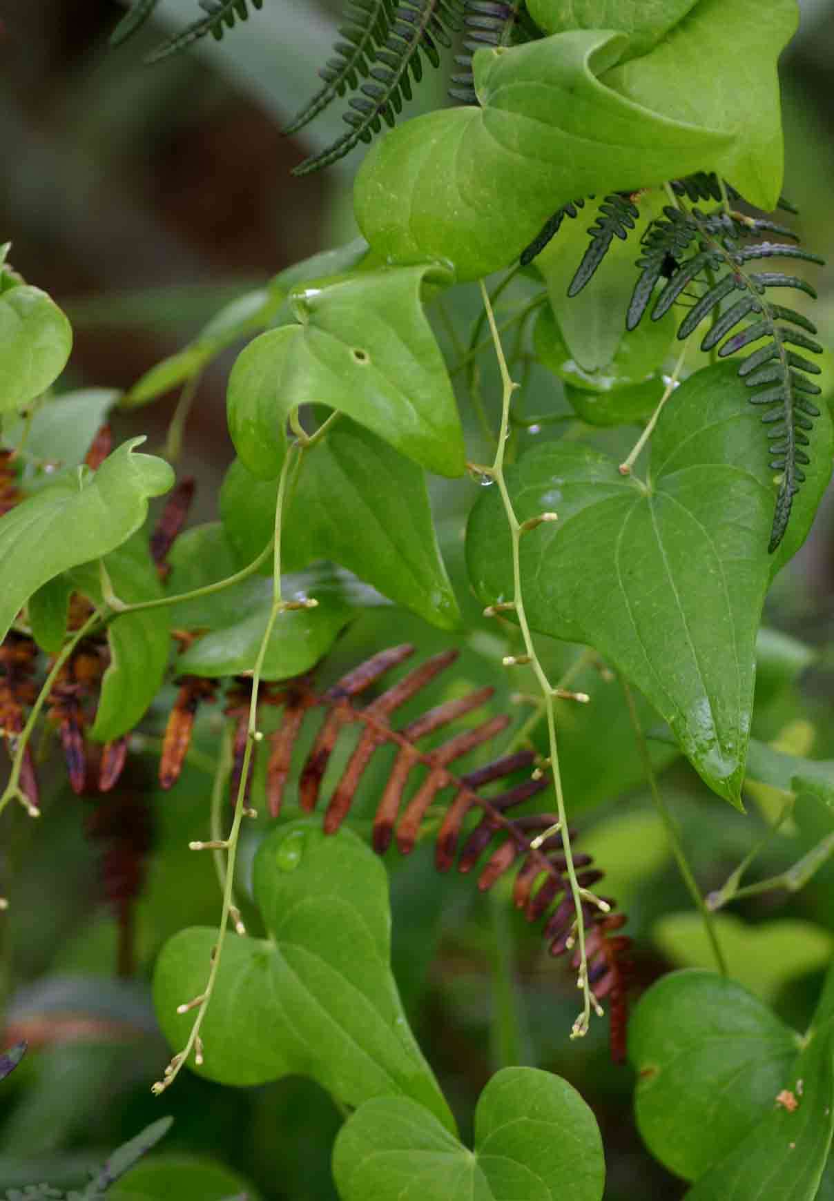 Image of Dioscorea sylvatica Eckl.