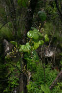 Image of Dioscorea sylvatica Eckl.