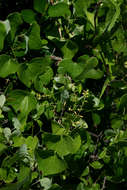 Image of Dioscorea sylvatica Eckl.