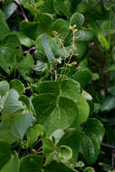 Image of Dioscorea sylvatica Eckl.