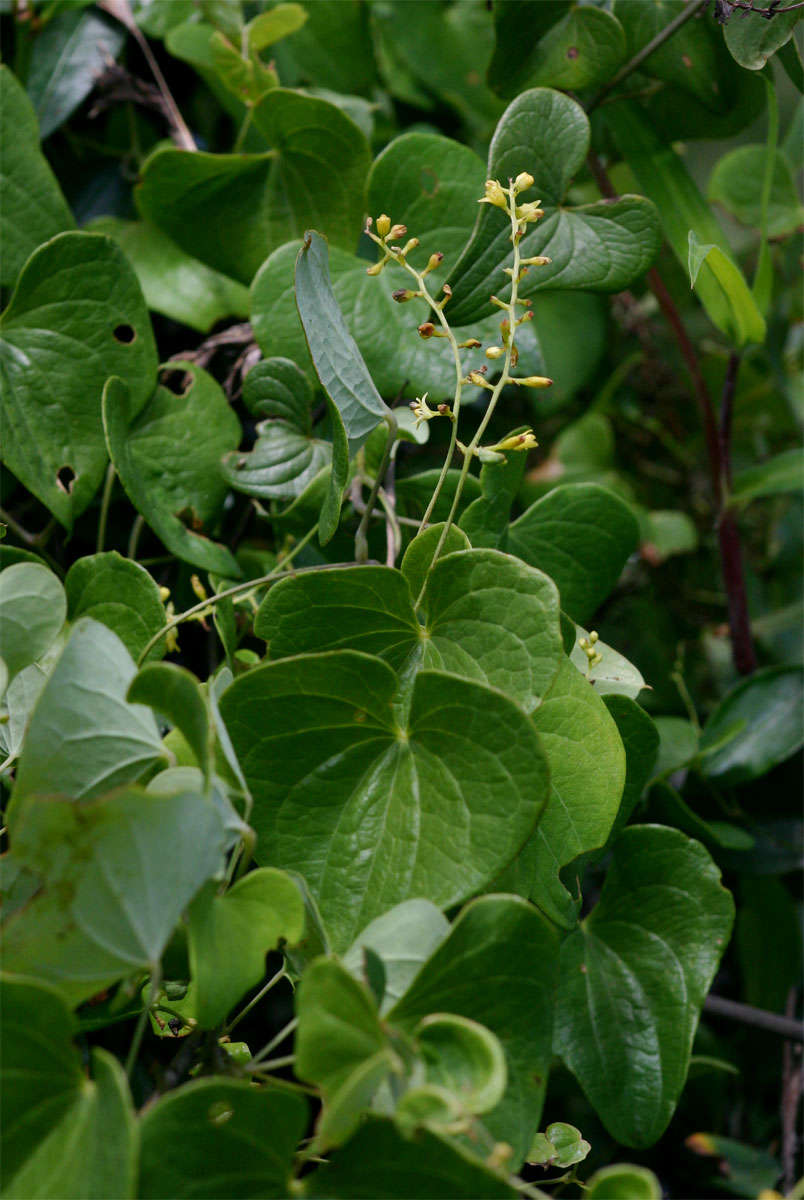 Image of Dioscorea sylvatica Eckl.