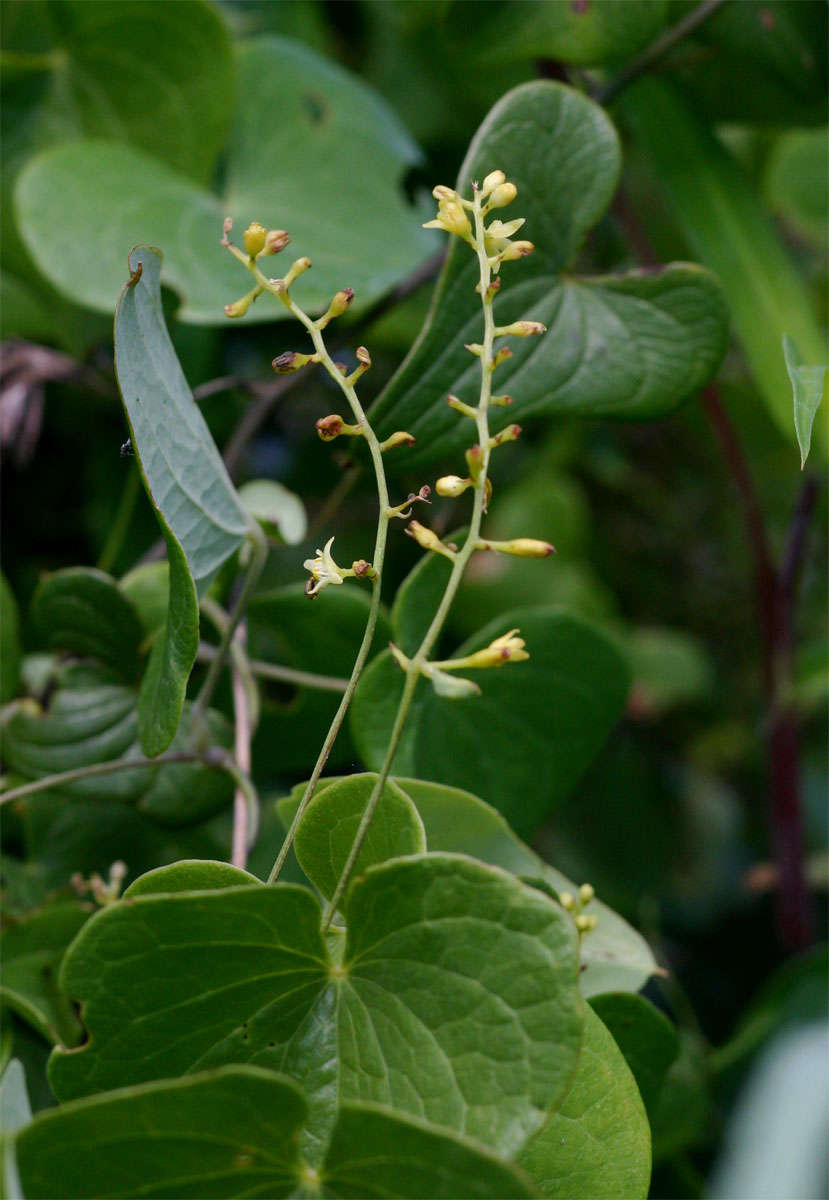 Image of Dioscorea sylvatica Eckl.