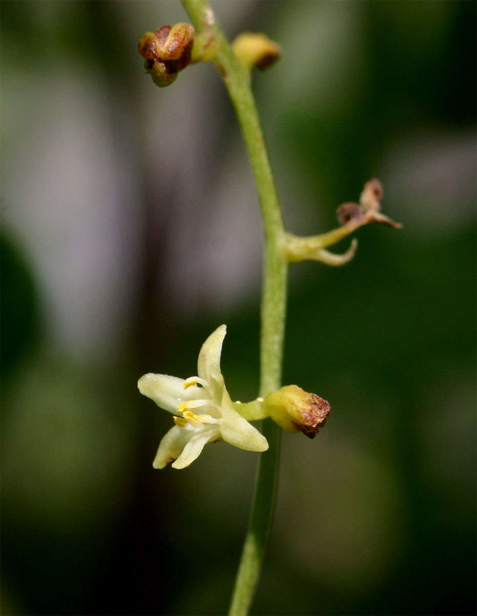 Image of Dioscorea sylvatica Eckl.