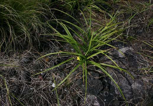 Sivun Hypoxis angustifolia Lam. kuva