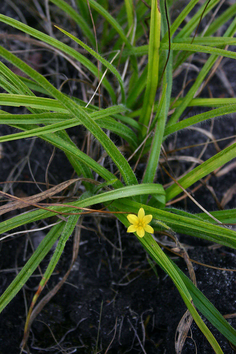 Image of Hypoxis angustifolia Lam.