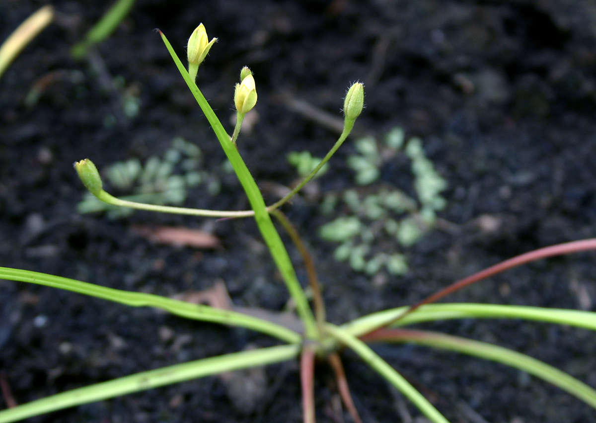 Image of Hypoxis angustifolia Lam.