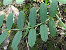 Image of Common Vetch