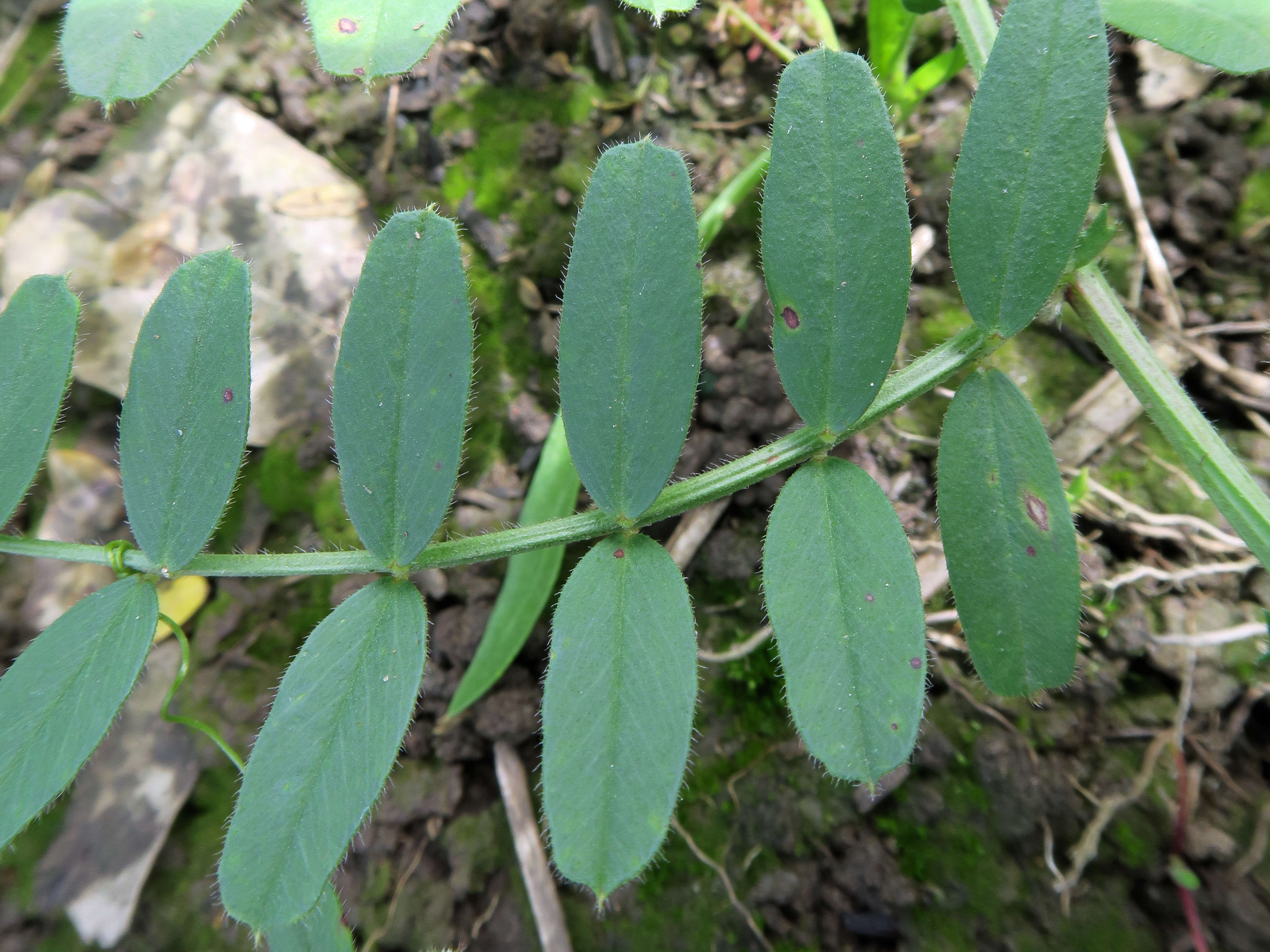 Image of Common Vetch