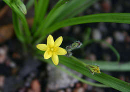 Image of Hypoxis angustifolia Lam.