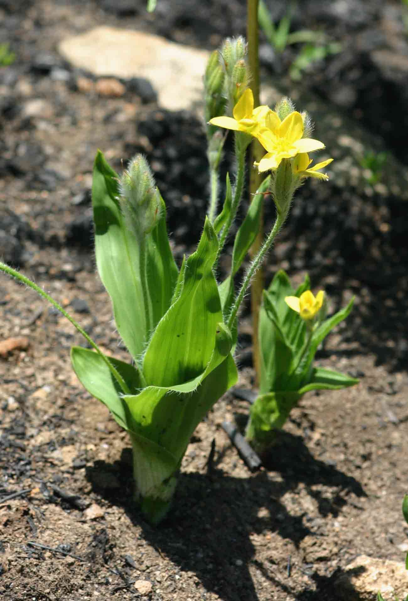 Image of Hypoxis galpinii Baker