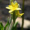 Image of Hypoxis galpinii Baker