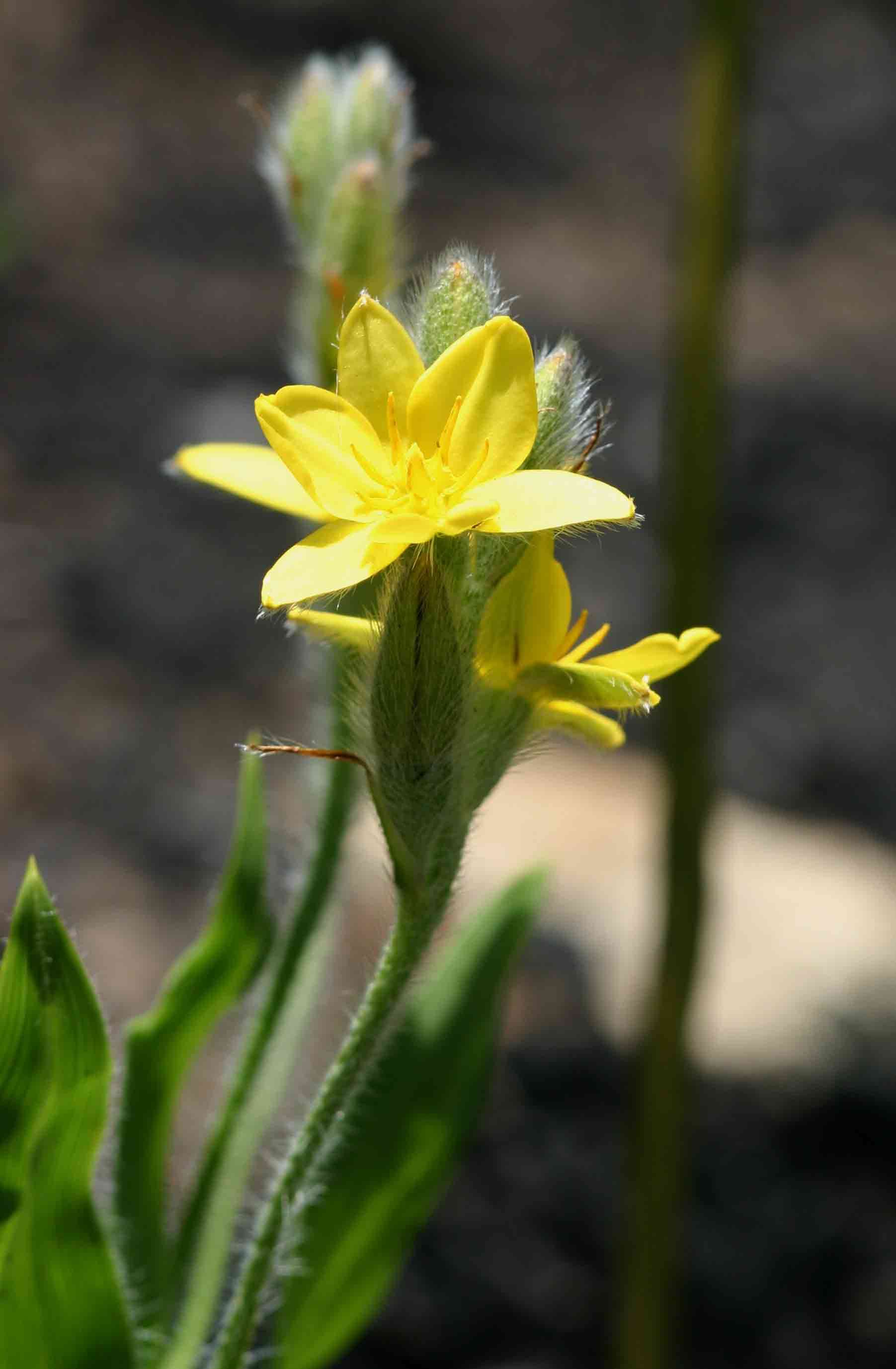 Image of Hypoxis galpinii Baker