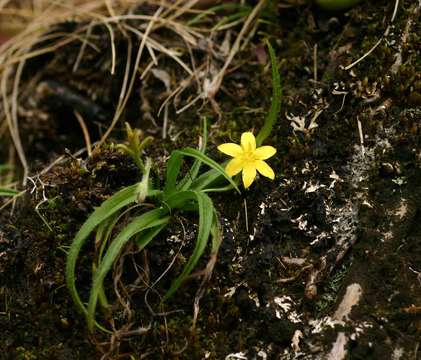 Image of Hypoxis parvifolia Baker