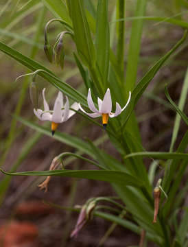 Image of Tecophilaeaceae