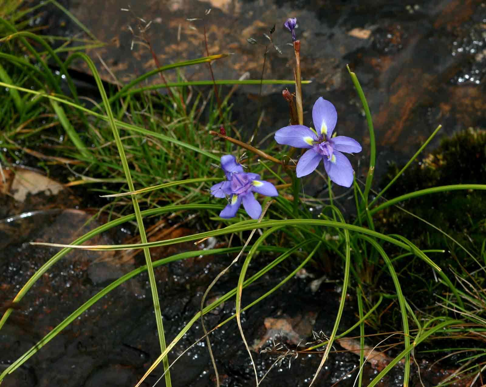 Image de Moraea carsonii Baker