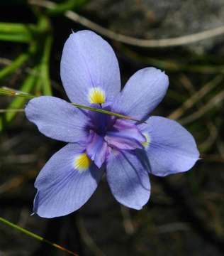 Image of Moraea carsonii Baker