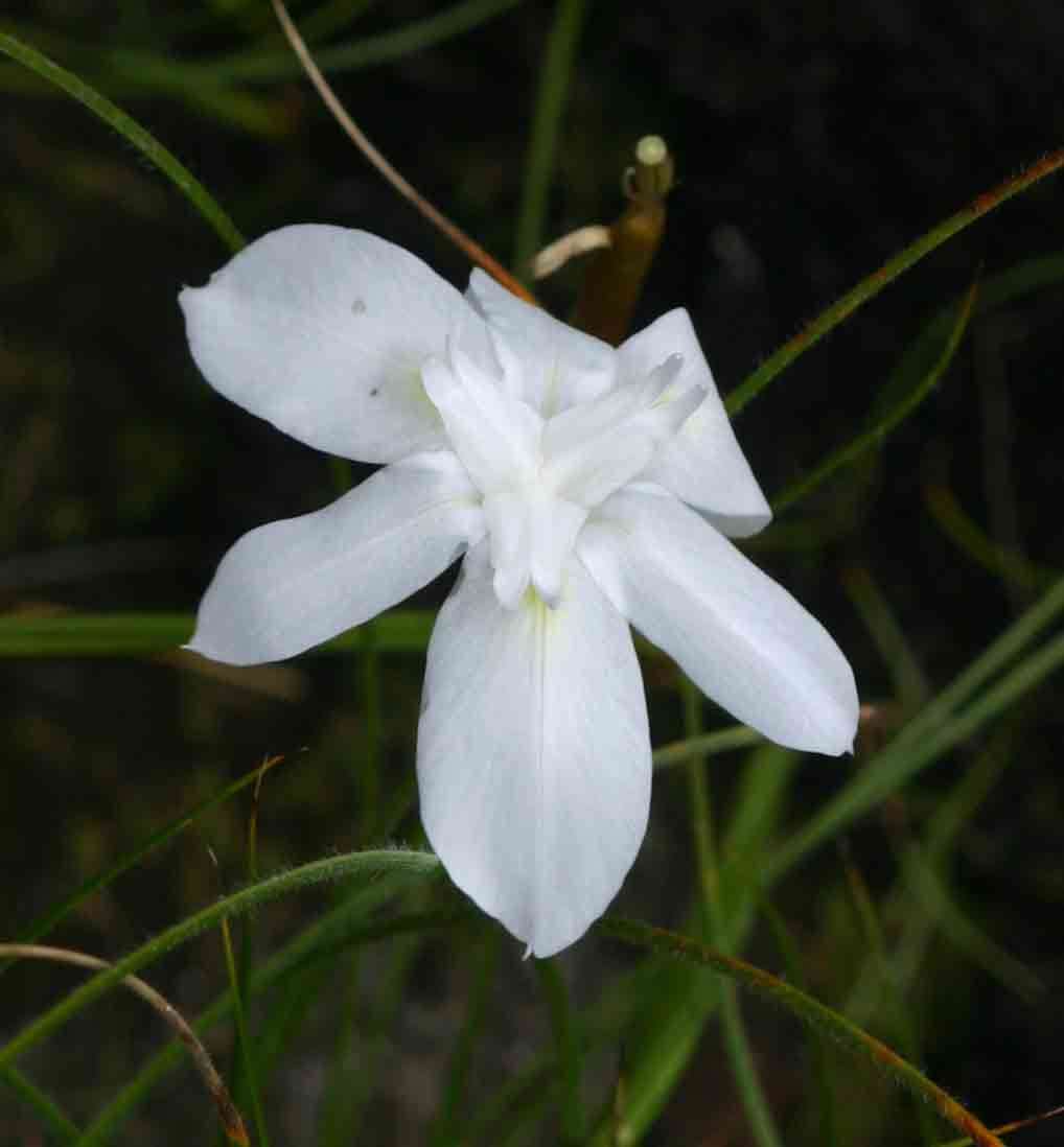 Image of Moraea carsonii Baker